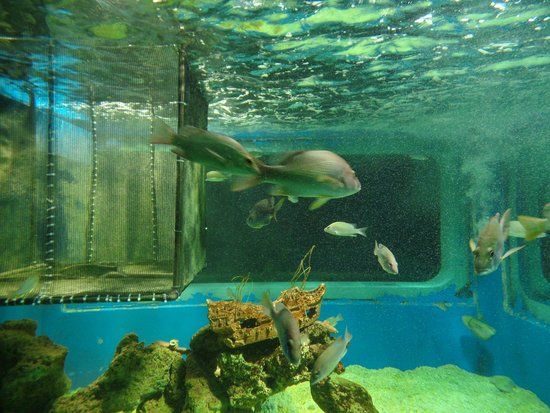 Isla de los Acuarios